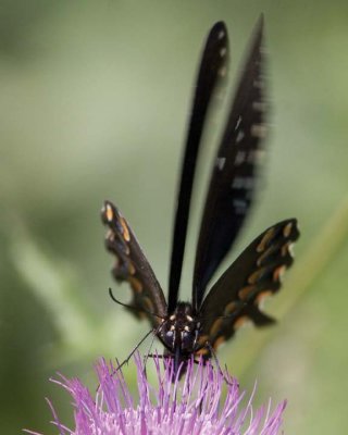 SpicebushSwallowtail14.jpg