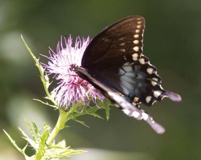 SpicebushSwallowtail8.jpg