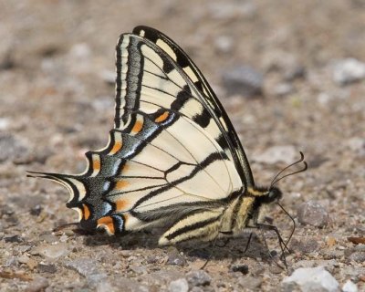 TigerSwallowtail17.jpg