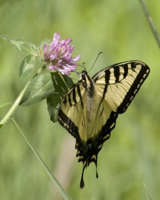 TigerSwallowtail34.jpg