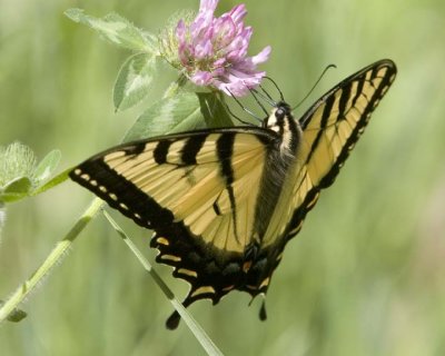 TigerSwallowtail35R.jpg