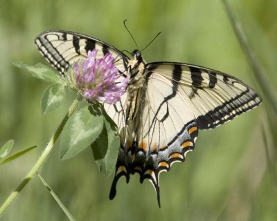TigerSwallowtail36R.jpg