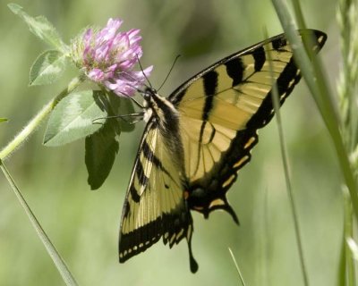 TigerSwallowtail39R.jpg