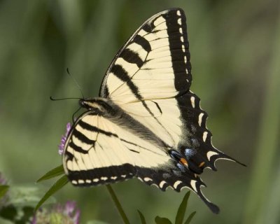 TigerSwallowtail42R.jpg