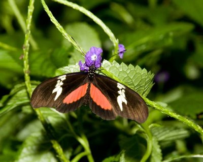 MexicanHeliconianButterfly1.jpg