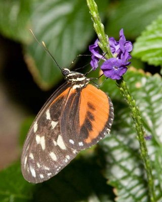 TigerLongwingButterfly3.jpg