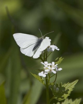 MustardWhiteButterfly2.jpg