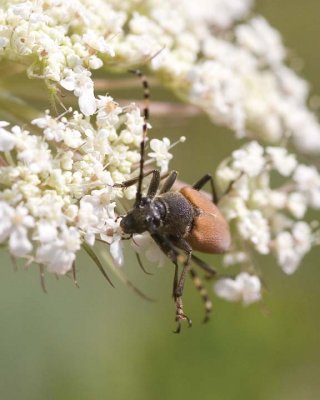 LonghornBeetle8.jpg