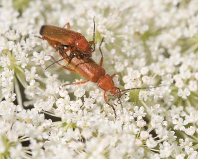 Blister Beetles