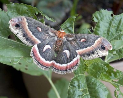 CecropiaSilkMoth5R.jpg