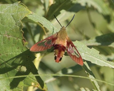 HummingbirdClearwingMoth13.jpg
