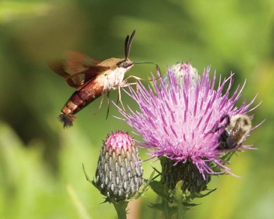 HummingbirdClearwingMoth15.jpg