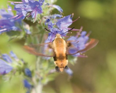 HummingbirdClearwingMoth1R.jpg