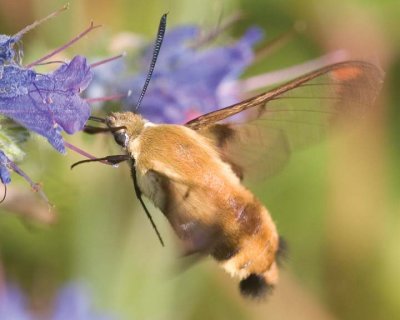 HummingbirdClearwingMoth3.jpg