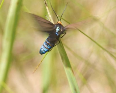 VirginiaCtenuchidMoth1.jpg