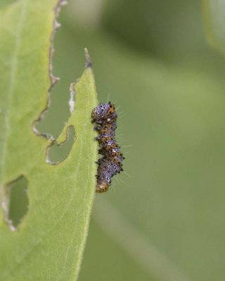 EightSpottedForesterCaterpillar4.jpg