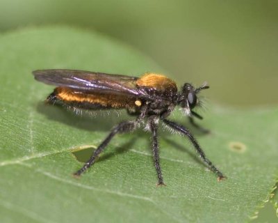 RobberFly8.jpg