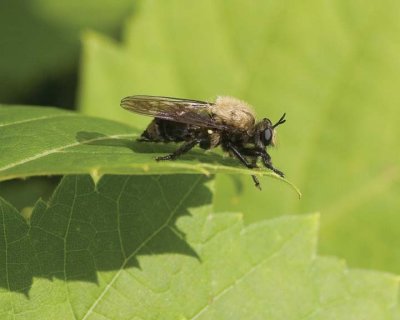 Robberfly19.jpg