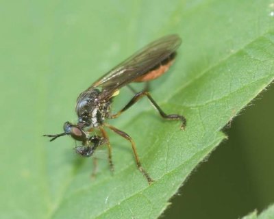 Robberfly6.jpg