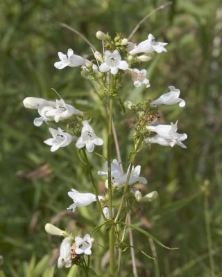 BeardTongue2.jpg