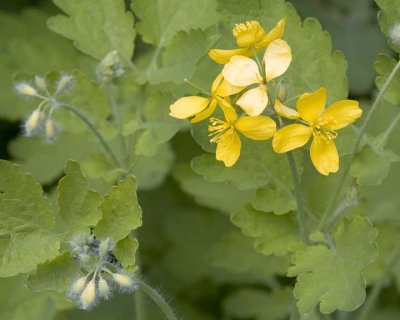 GreaterCelandine1.jpg