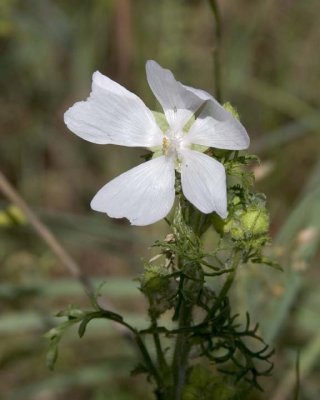 MuskMallow1.jpg