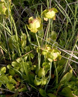 PitcherPlant4.jpg