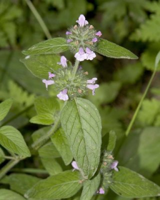 PrunellaVulgaris2.jpg