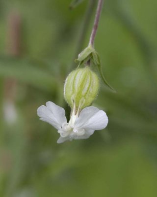 WhiteCampionWildflower3.jpg