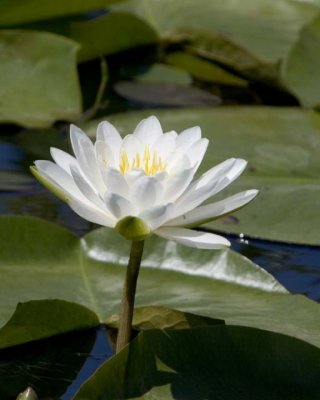 WhiteWaterLily4.jpg