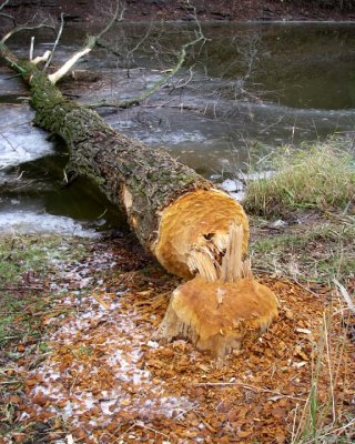 BeaverDamage9.jpg