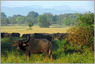 Wild Buffalo Wasgomuwa Sri Lanka