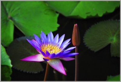 Lotus Blossom Sri Lanka