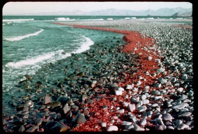 Shrimp Tide Conception Bay Baja Mexico 1960