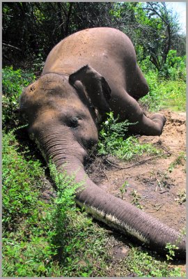 Human Elephant Conflict Sri lanka