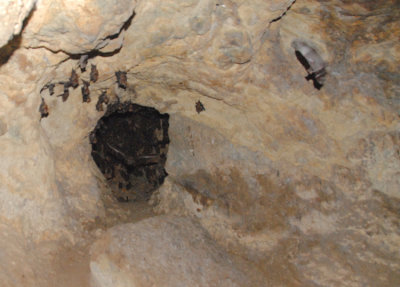 Nitre Bat Cave Knuckles Range Sri Lanka