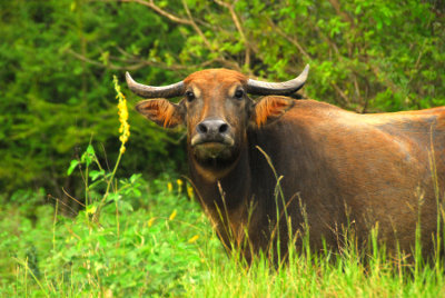 Wild Water Buffalo Sri Lanka