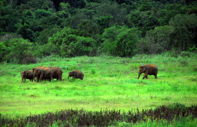 Gal Oya Elephants