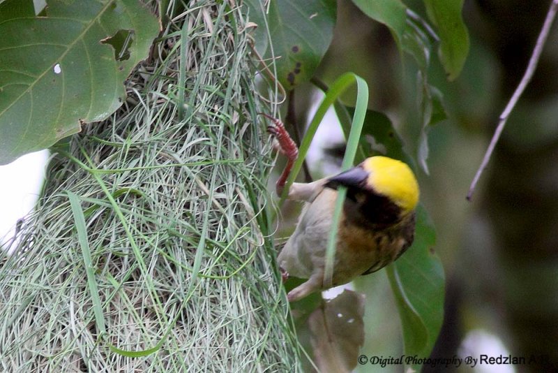 Baya Weaver nesting material