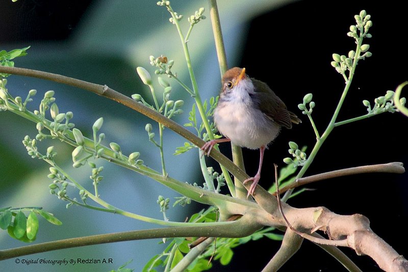 Common Tailor Bird