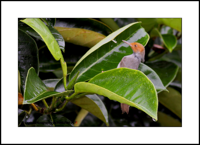 Common Tailor Bird