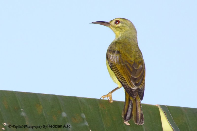 SunBird
