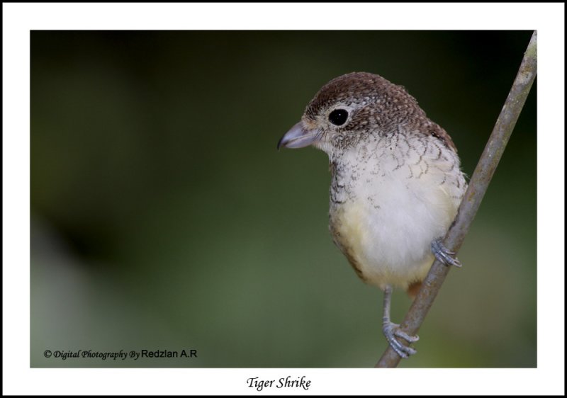 TigerShrike