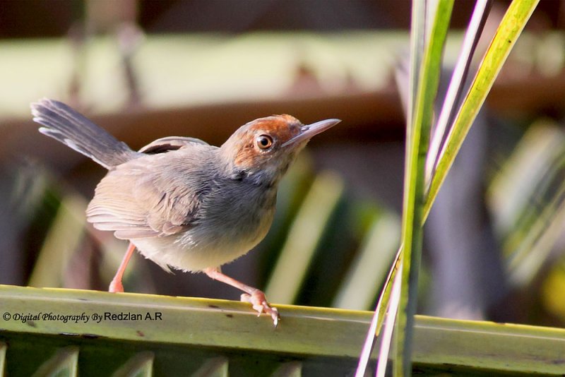 Common TBird