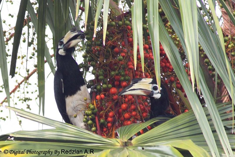 Pied HornBill
