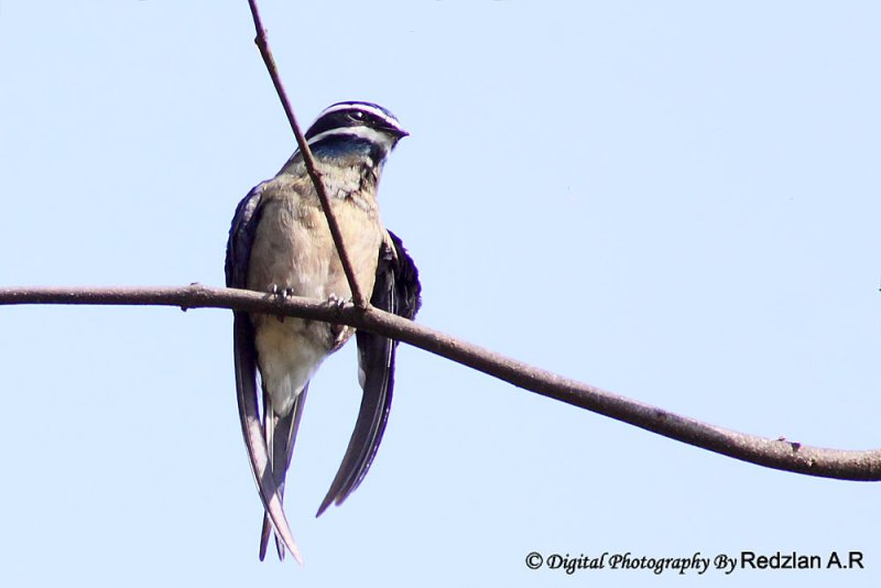 Whiskered Treeswift