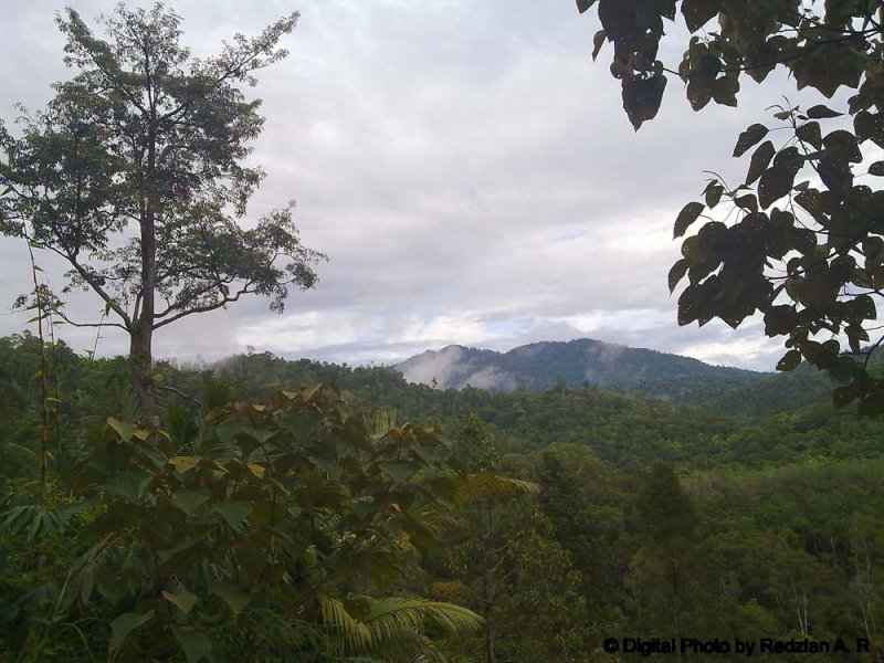 Raub Forest