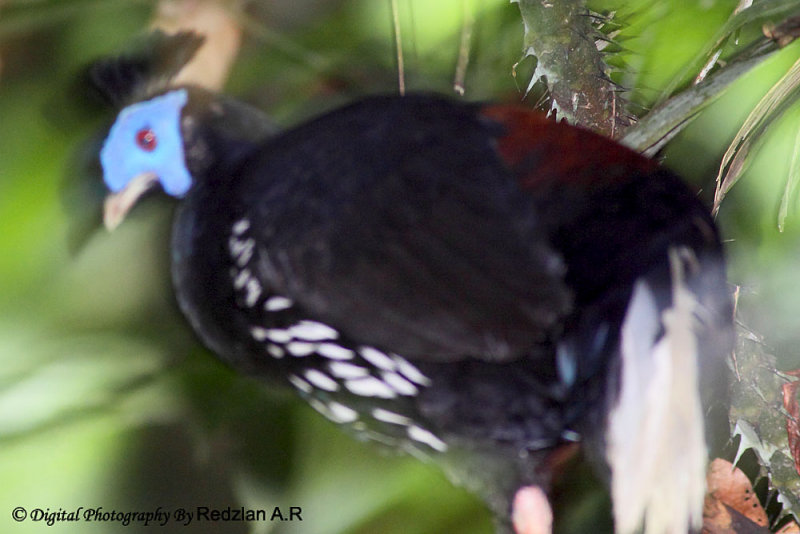 Crested Fireback