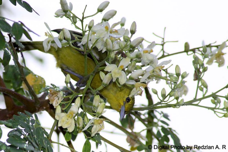 Common Iora eats Moringa Flowers.