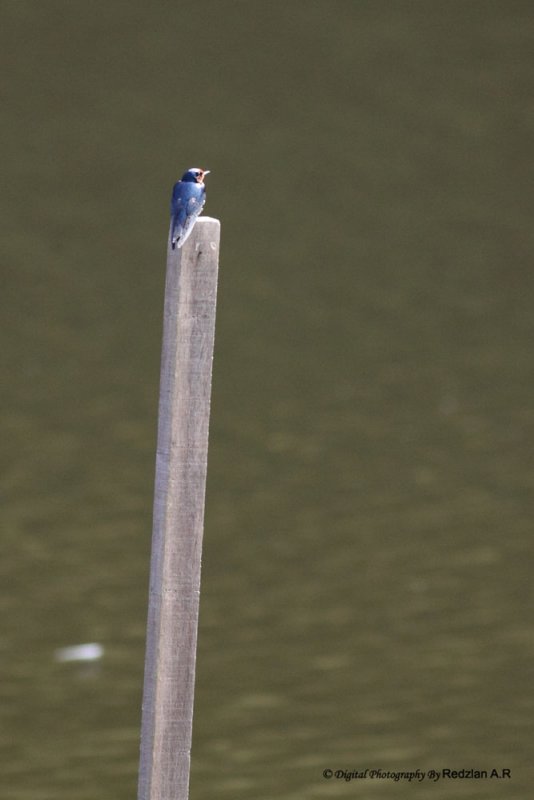 Swallow on Pole.